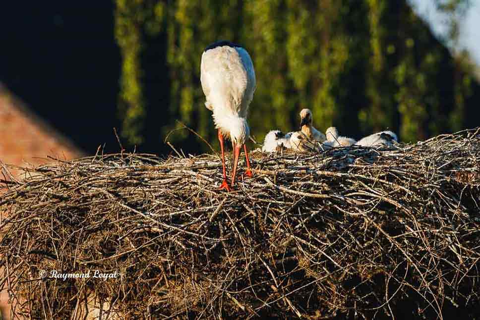 weiss storch nest