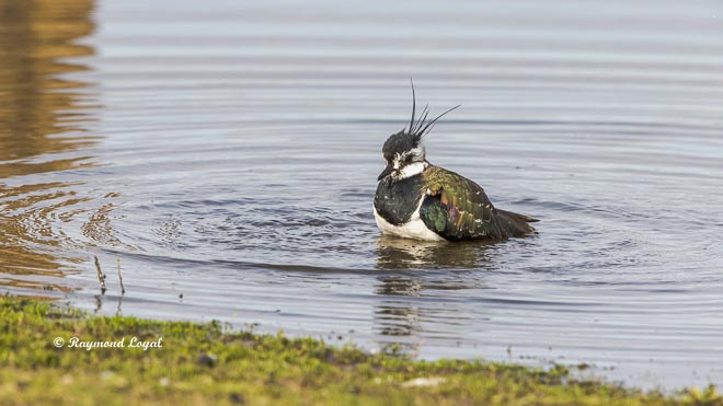 northern lapwing