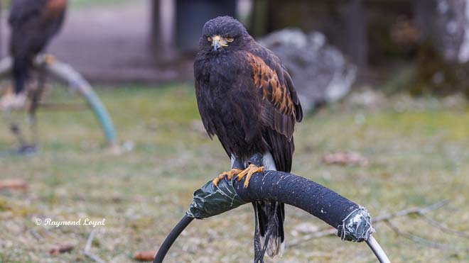 harris hawk