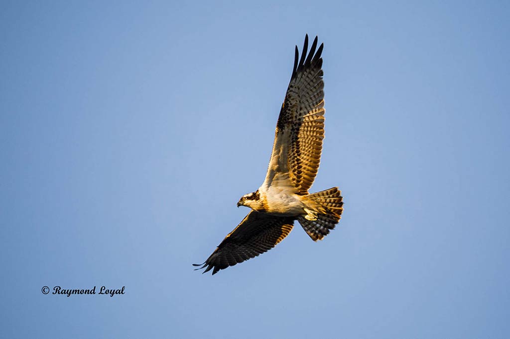 fischadler greifvogel flug