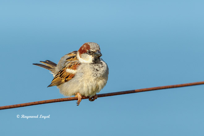 italian sparrow