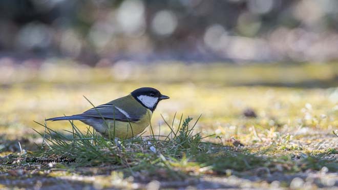 grat tit