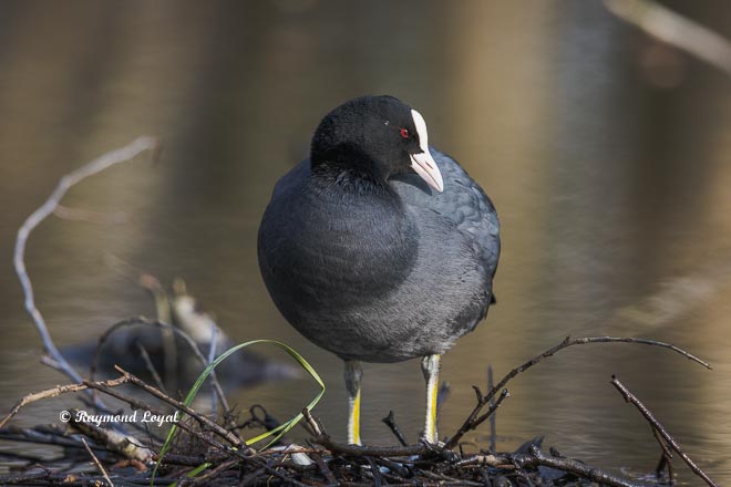 eurasian coot