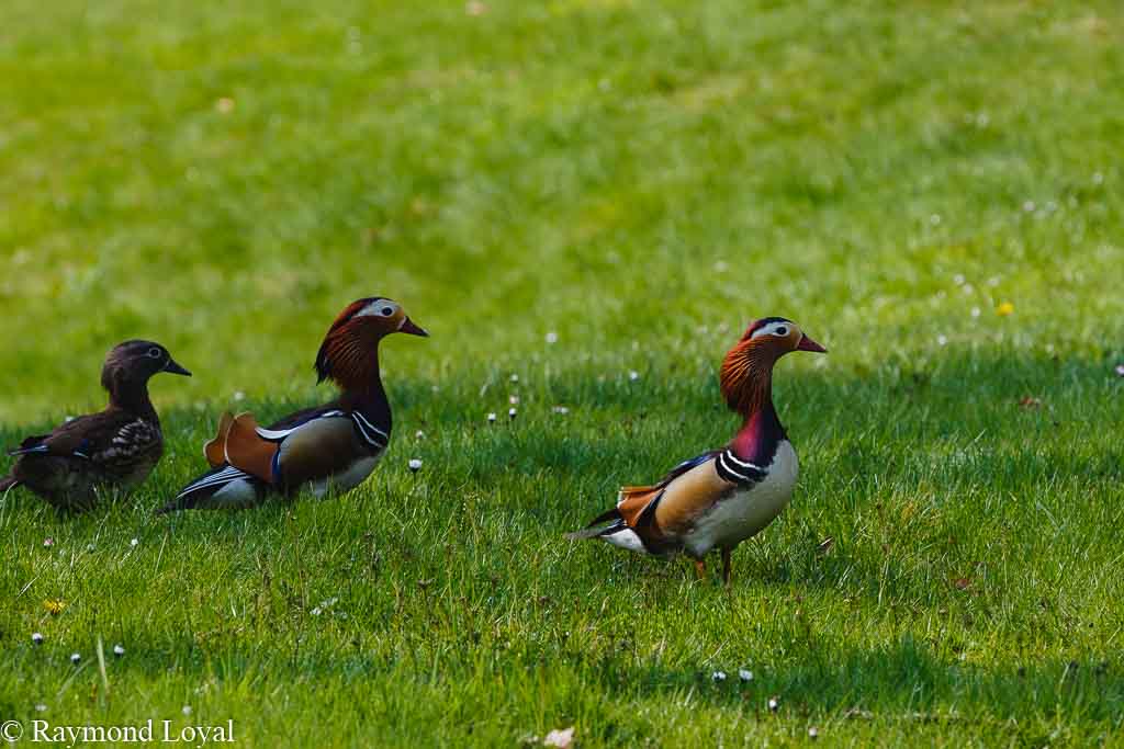 mandarinente auf wiese