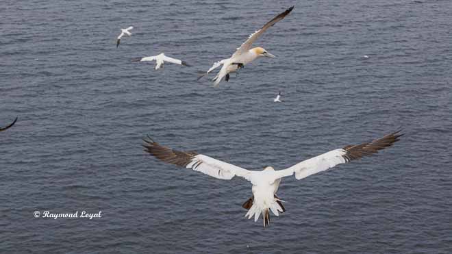 northern gannet