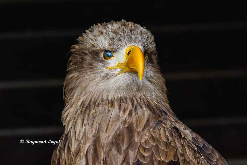 seeadler vogel portrait