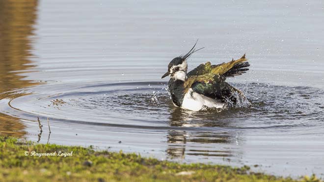 northern lapwing
