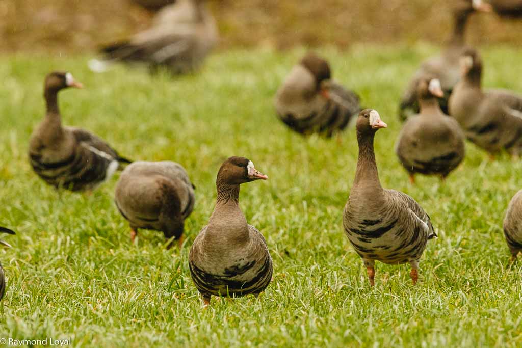 Blässgans