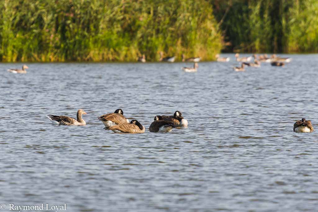 Kanadagans branta canadensis