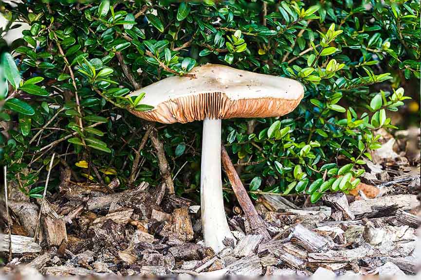 mushroom macro photography