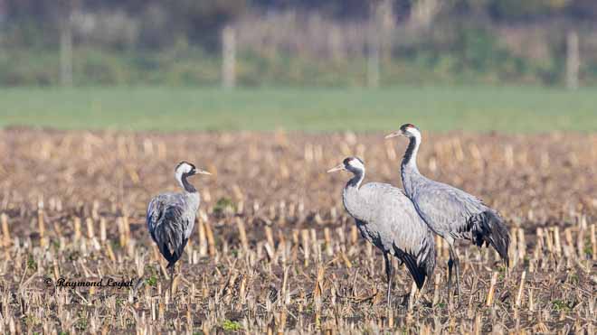 grauer kranich grus grus feld