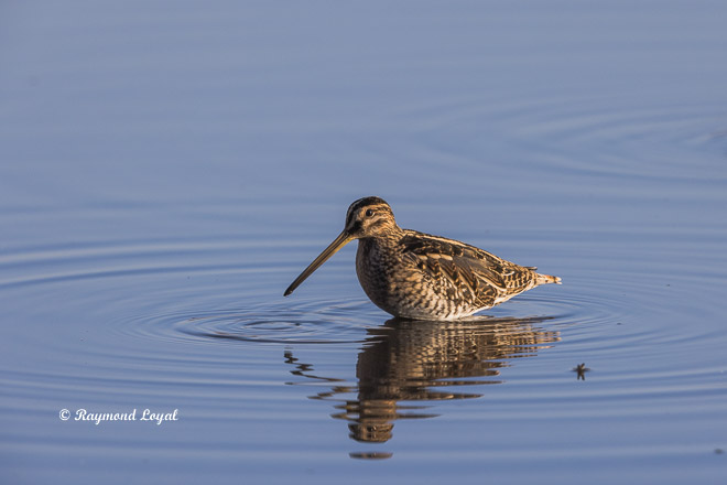 common snipe