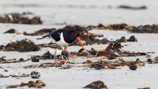 Oystercatcher Haematopus ostralegus