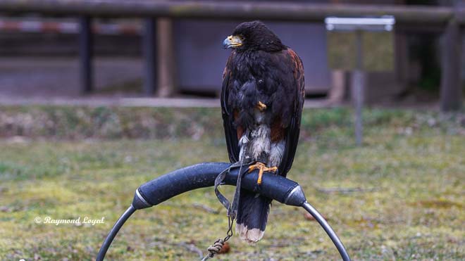 harris hawk