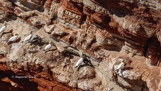 Gannet morus bassanus