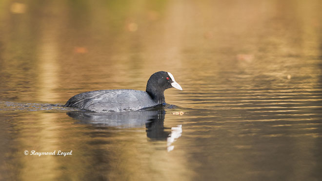 eurasian coot