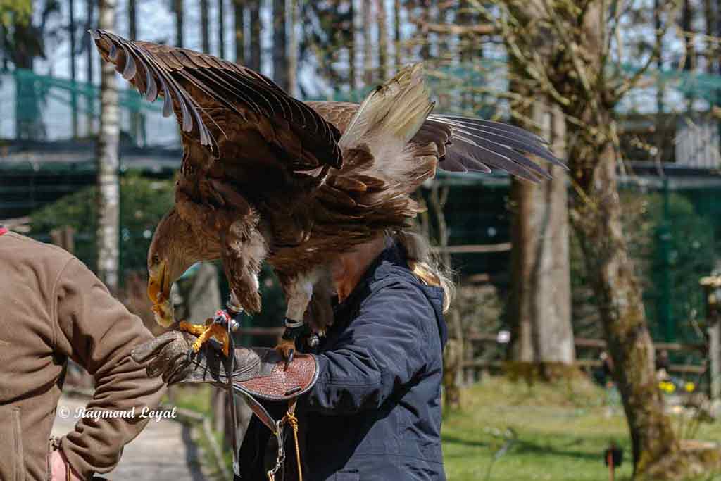 seeadler vogel portrait