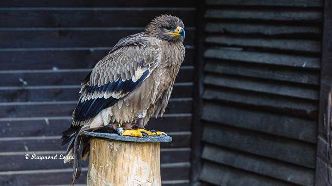 steppenadler