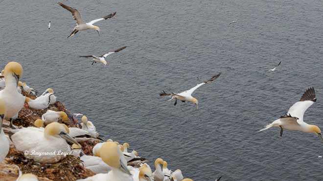 northern gannet