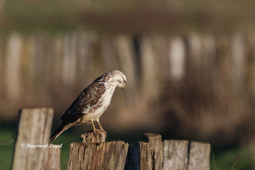 maeusebussard greifvogel vogel sitzen zaun pfahl