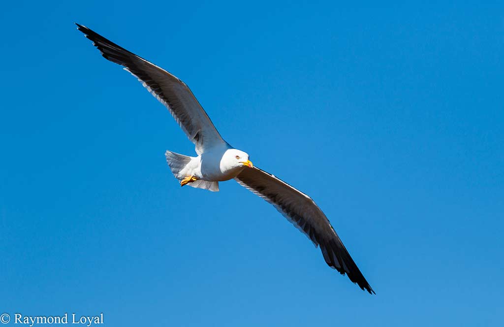 Heringsmöwe larus fuscus