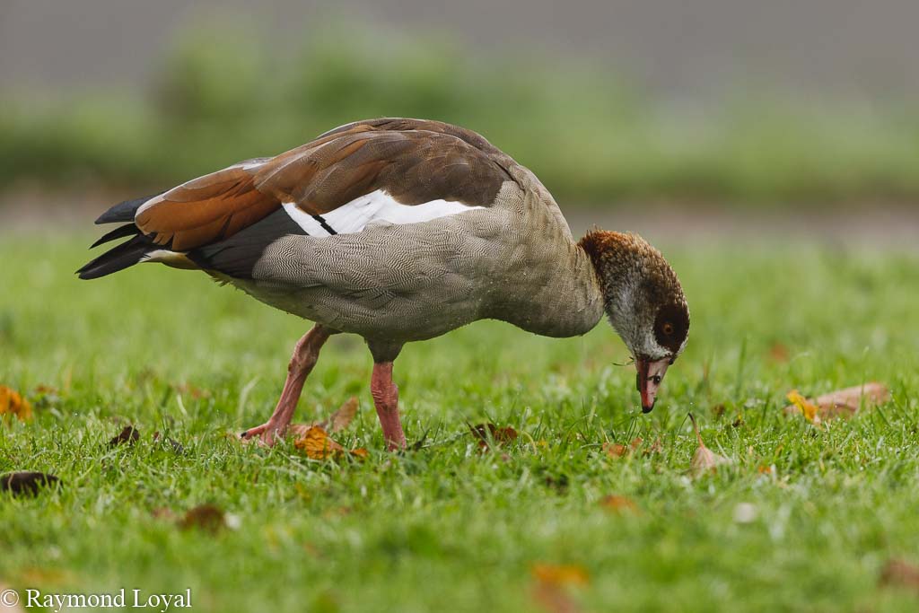aegyptian goose alopochen aegyptiacus