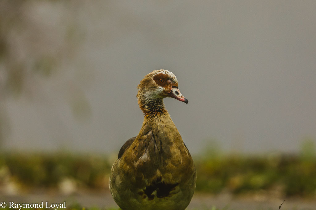 aegyptian goose alopochen aegyptiacus