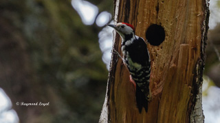 middle spotted woodpecker