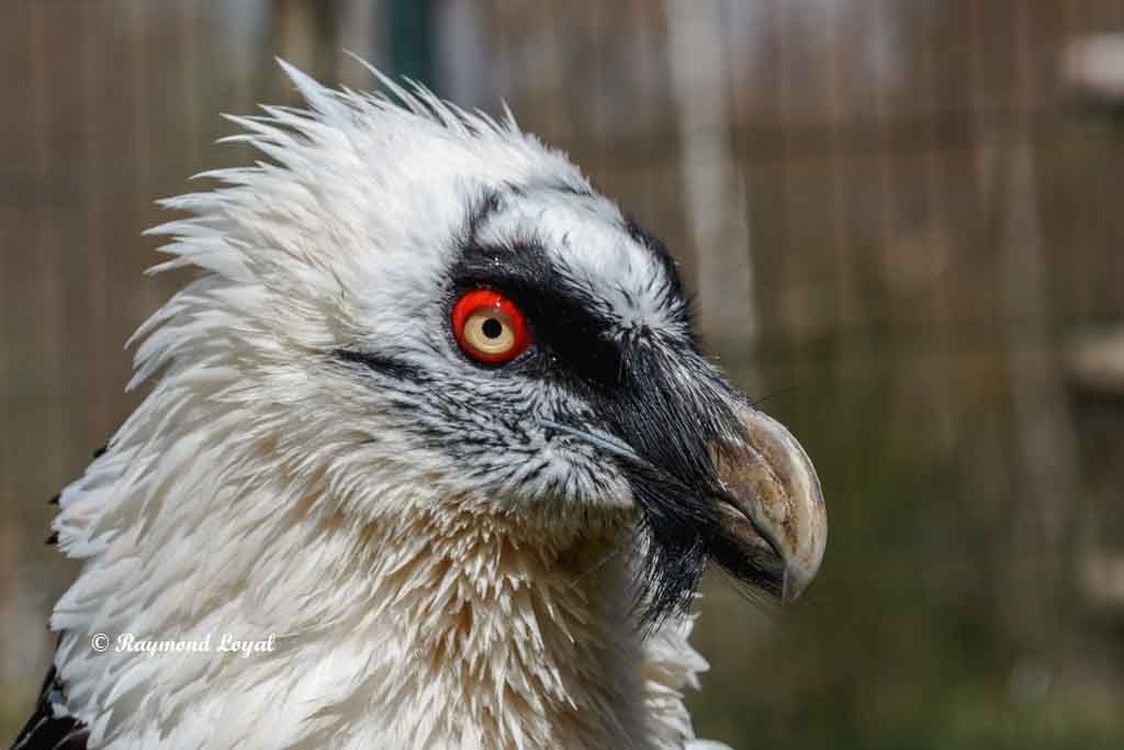 bartgeier vogel portrait