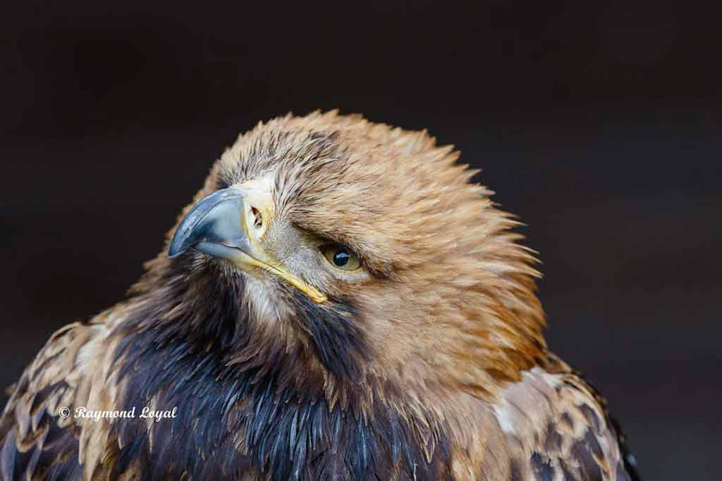 kaiseradler kopf portrait
