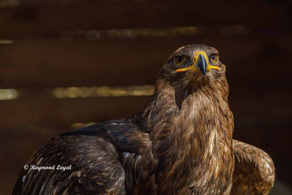 schelladler vogel portrait