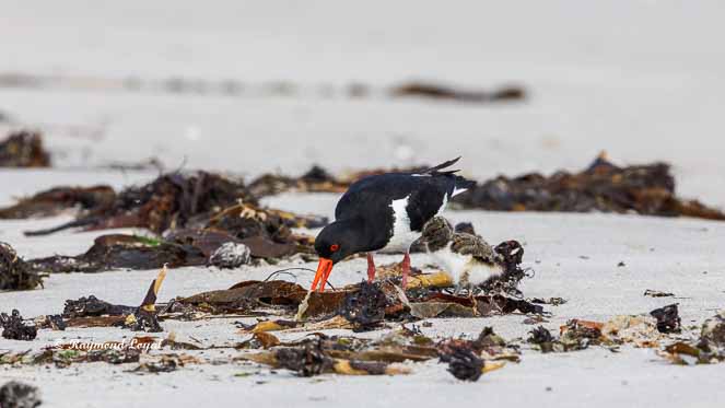 oystercatcher