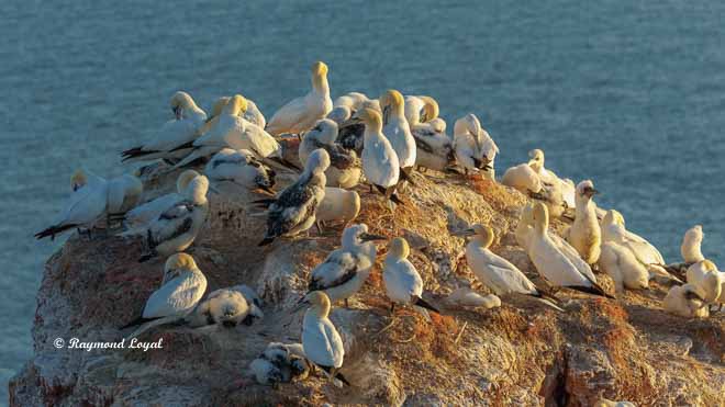 northern gannet