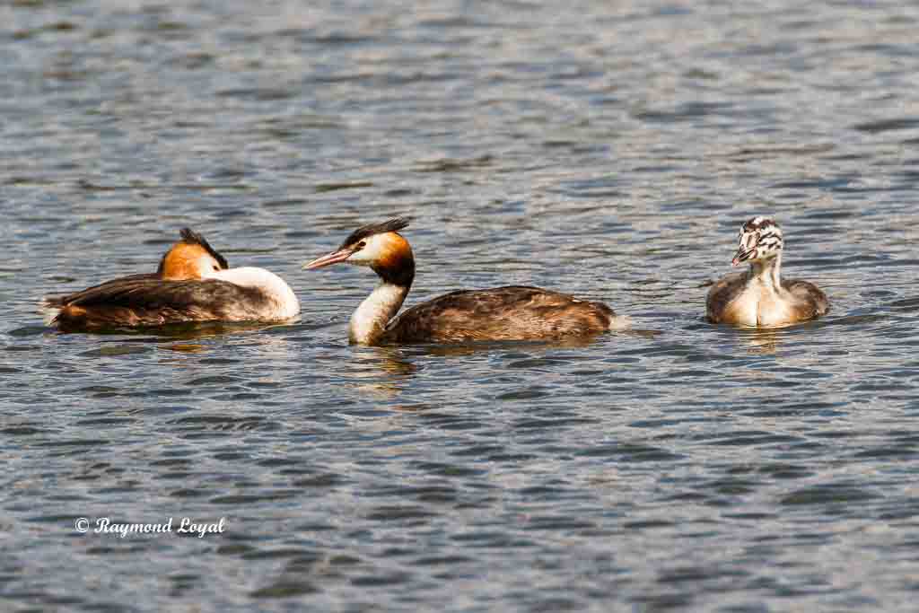 haubentaucher im wasser