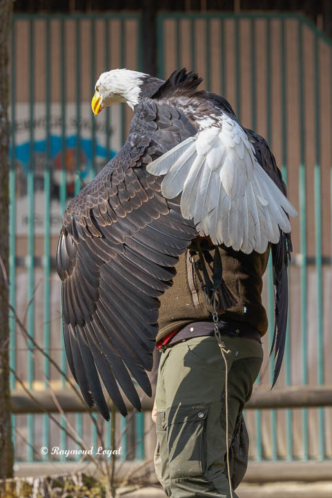 weisskopfseeadler sitzend