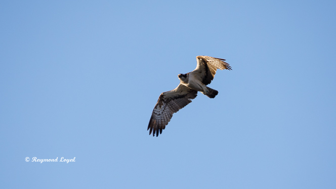 flying osprey