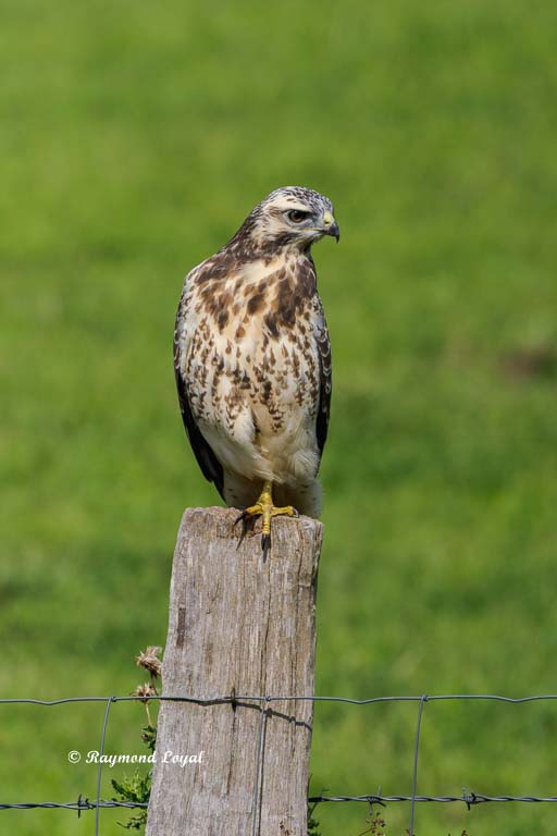 Mäusebussard buteo buteo