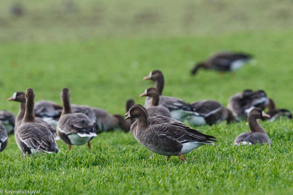blaessgaense auf wiese