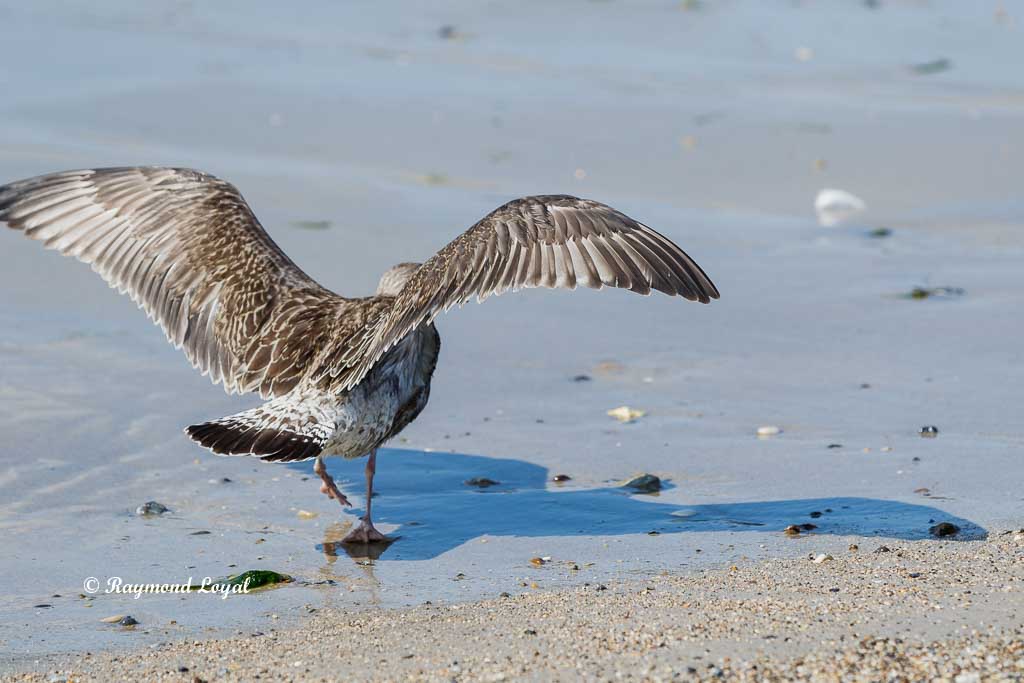 helgoland nature image