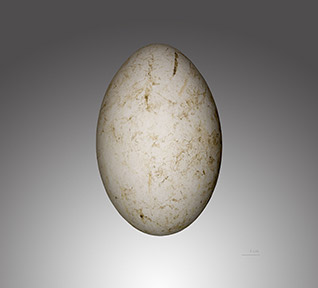 cape vulture egg