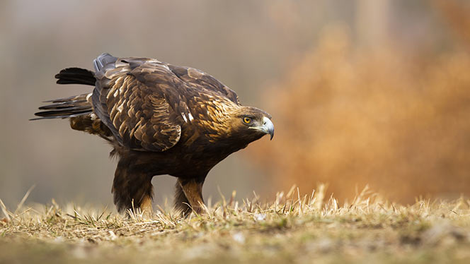 golden eagle
