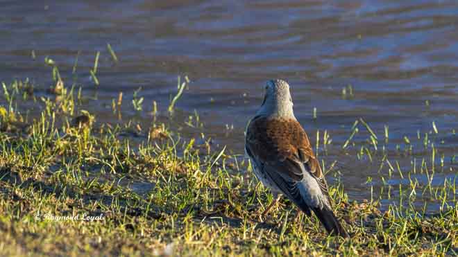 fieldfare