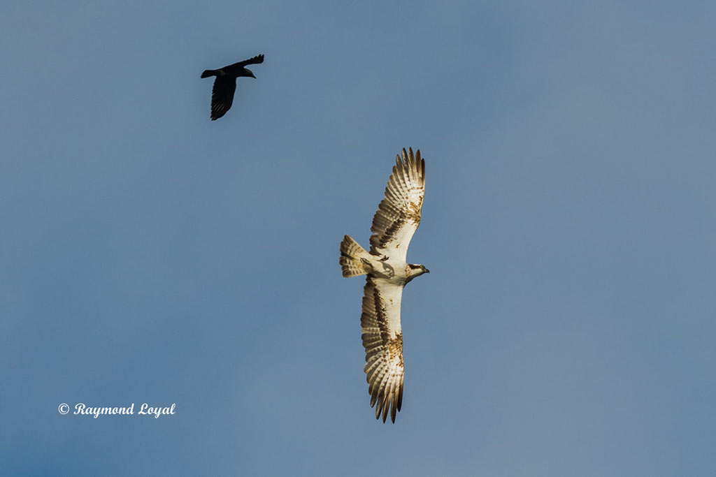 fischadler und dohle im flug