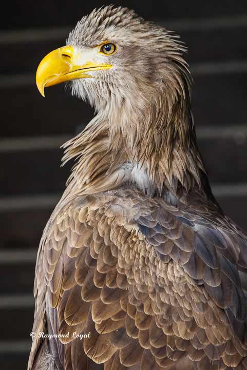 seeadler porträt