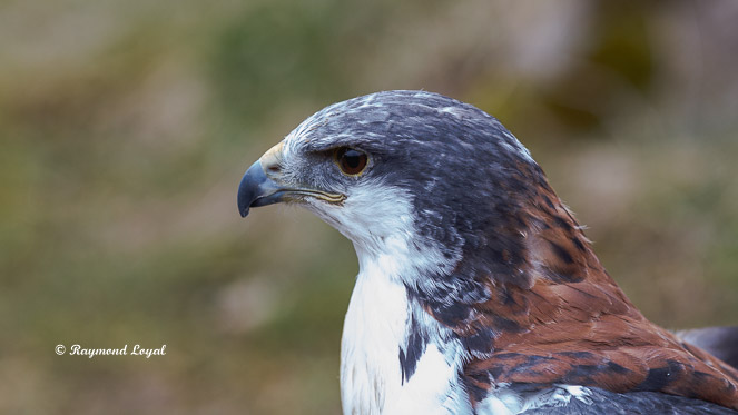 red-backed hawk