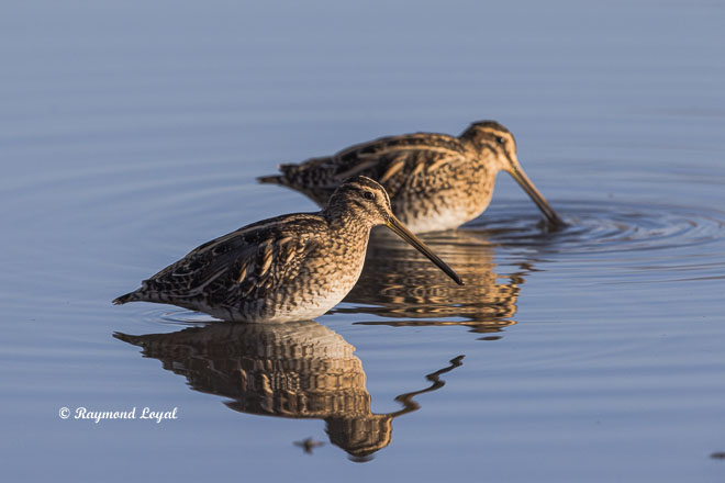common snipe