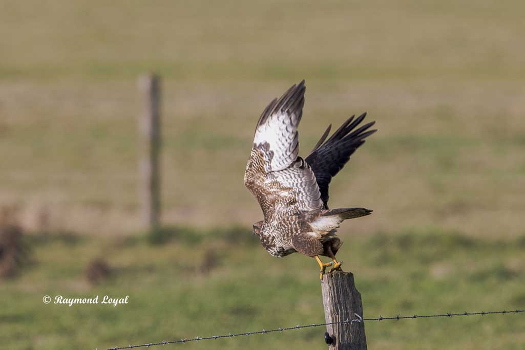 maeusebussard vogel fliegt
