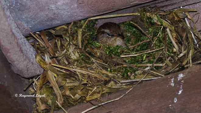 wren