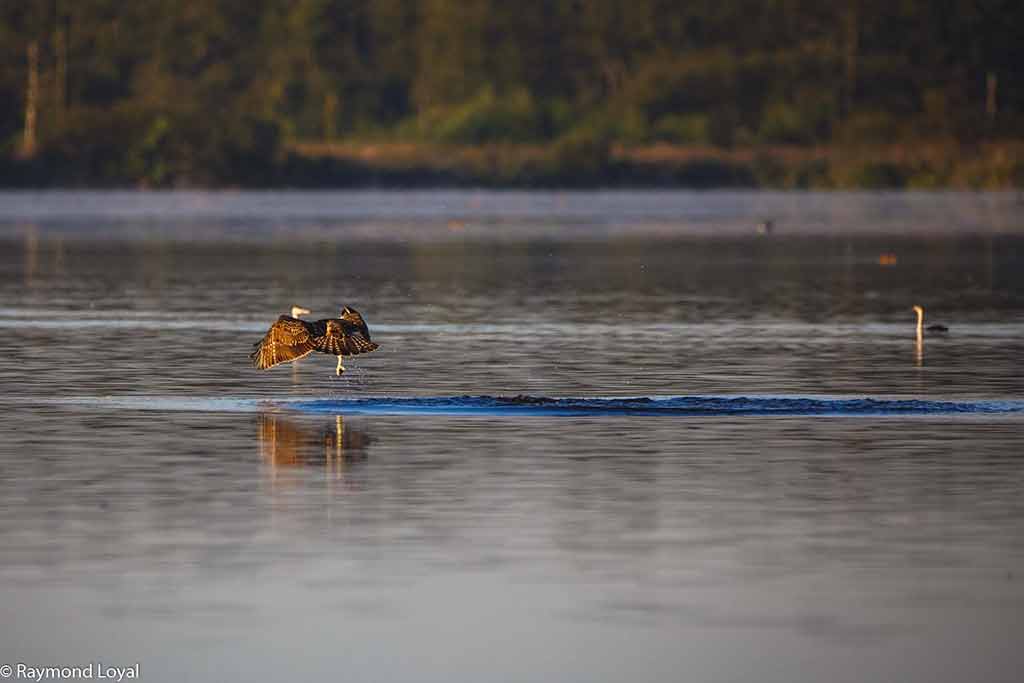 fischadler greifvogel flug