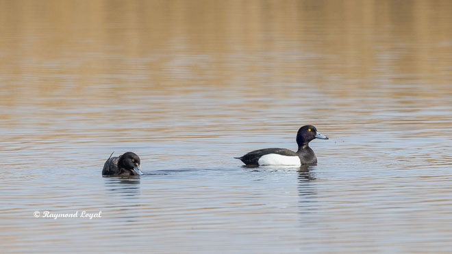 Tufted duck Aythya fuligula